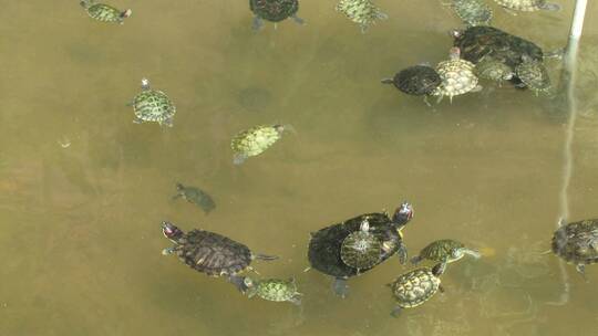 乌龟在水里游泳视频素材模板下载