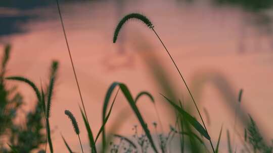 夕阳晚霞：河水前的狗尾巴草微风摇曳