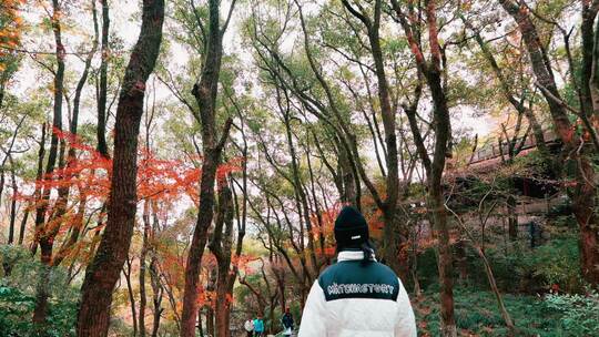 一个人漫步在秋天的红色枫叶林里视频素材模板下载