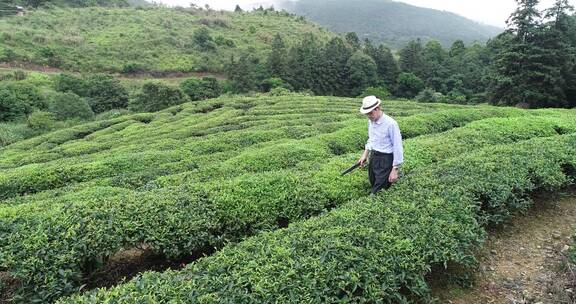 茶园 茶叶 茶 茶山