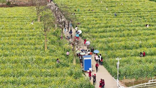 中国广东省广州市南沙区东涌油菜花