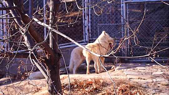 北极狼 食肉目 犬科 动物 野生动物