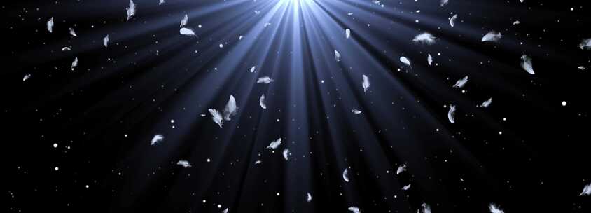 羽毛飘落AE模板