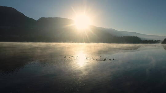 日出时雾气腾腾的湖面上有一群野鸭