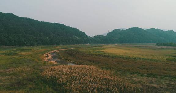 芦苇荡 芦苇丛 秋季 风景 山村