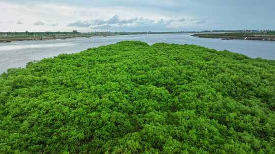 4k湛江乐民港红树林滩涂湿地保护区航拍