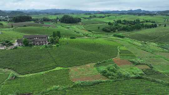 贵州山区种满茶树的农田形成绿色的茶海