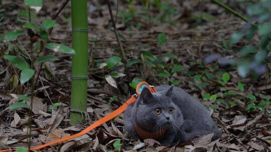 4K竹林中嬉戏玩耍的可爱蓝猫猫咪