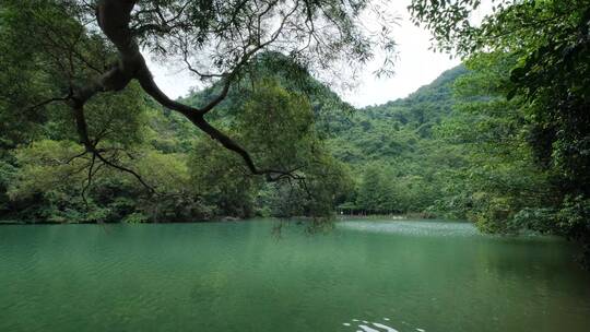 广西柳州龙潭公园池塘边树荫