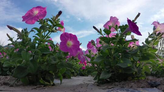 山田矮牵牛植株