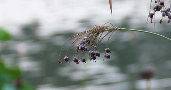 湖边野生植物野花果实