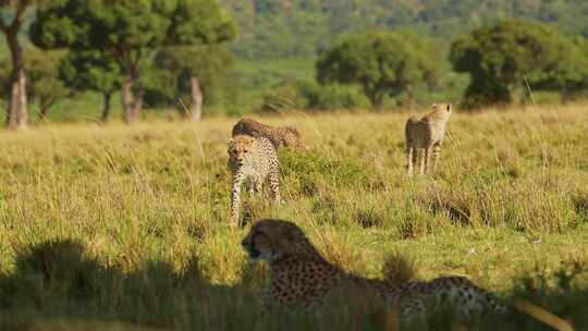 猎豹，领域，Safari，野生
