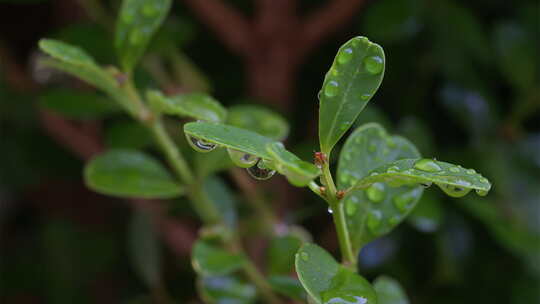 8K植物露珠露水空镜白露节气自然