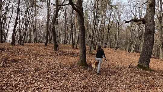 一个女人带着她的狗在森林里散步