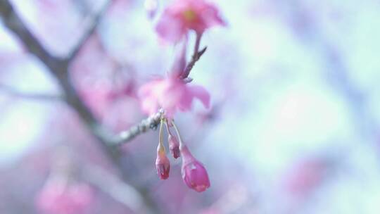 樱花蜜蜂采花和茶园风光