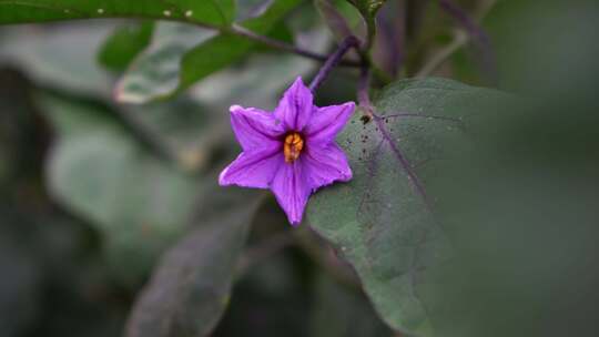 茄子茄子花