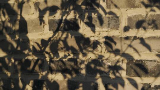 阳光下老墙墙壁上树叶的影子视频素材模板下载