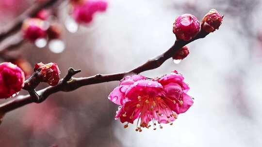 红梅在雨中盛开，南京梅花山红梅