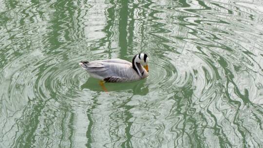 鸭子在水面漂浮斑头雁