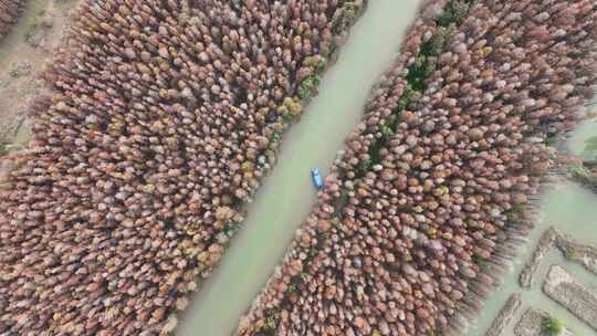 中国广东省珠海市斗门区磨刀门水道落羽杉