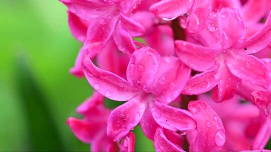 粉红色风信子花在雨中