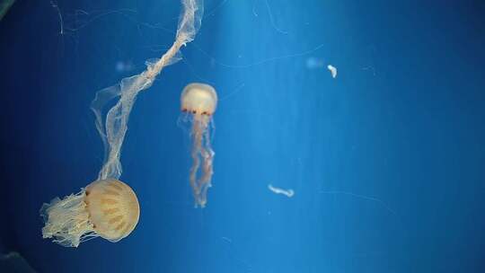 水母在水族馆里游泳