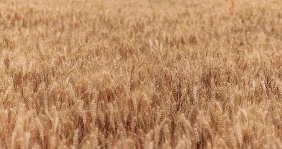 农业 小麦 麦子