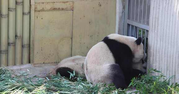 成年大熊猫户外活动