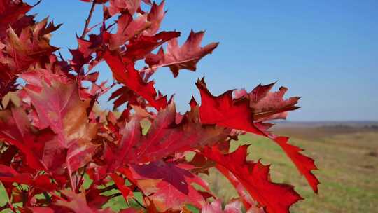4k秋天红色的树叶