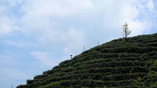 南岳衡山云雾茶茶场