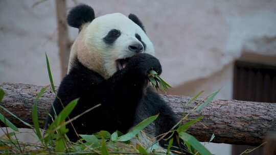 动物生命的奇迹：微距镜头