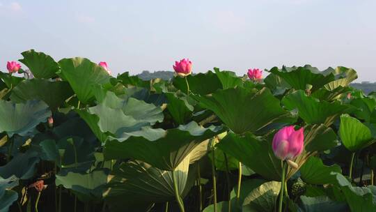 夏日阳光下的南京玄武湖荷花