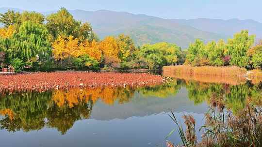 金色秋天五彩树叶唯美秋景