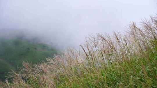 山上杂草特写风吹草动山峰云雾荒草丛生野草