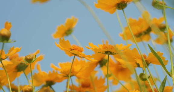 夏日阳光穿透花草手拂花朵