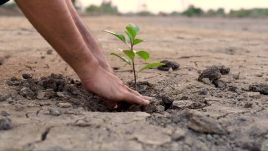 人们的双手将幼苗种植在干旱的土壤中