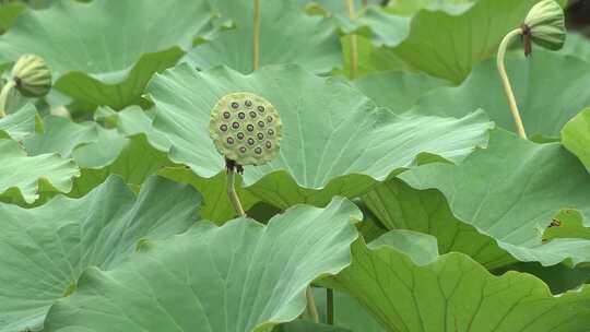 荷花莲蓬视频素材模板下载