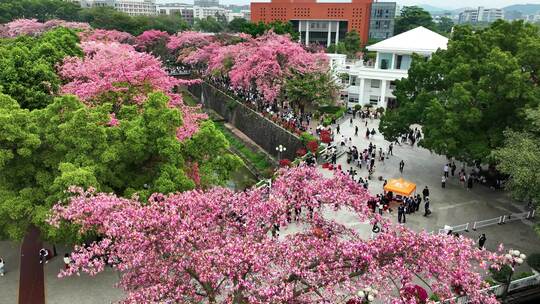 大学毕业季