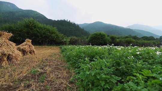 土豆地洋芋花视频素材模板下载