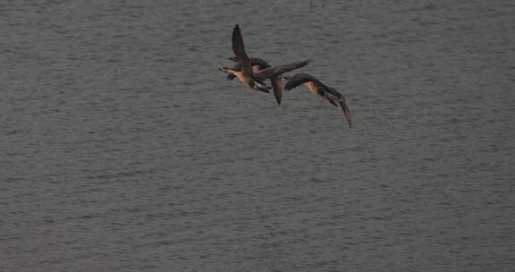 大雁在水面上方展翅飞翔慢镜头系列