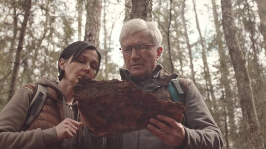 夫妇在森林中检查树皮