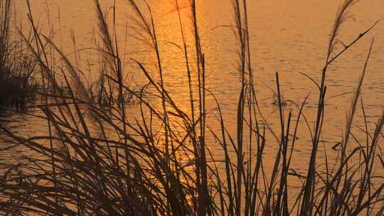 夕阳 芦苇摇曳 湖面景色 0287