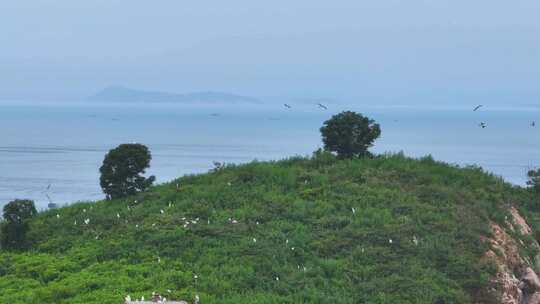 海岛 湿地鸟类视频素材模板下载