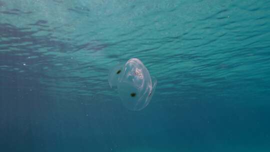 梳子果冻，海洋，水下，海洋生物