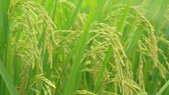 水稻丰收稻田大米稻穗