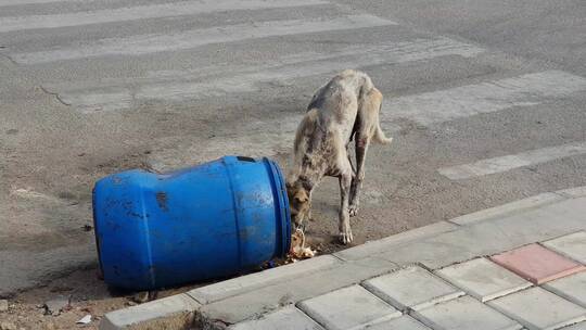 流浪狗在垃圾桶找吃的