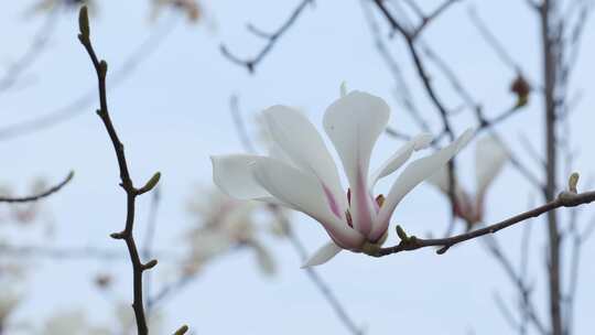 花 草 树木 生态环境 人与自然 美丽乡村