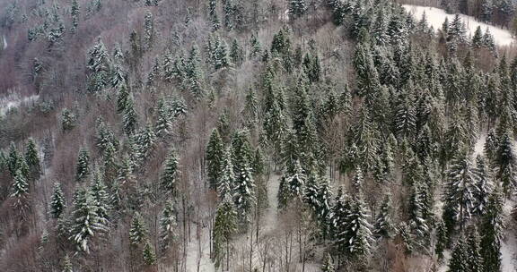 被白雪覆盖的森林鸟瞰图