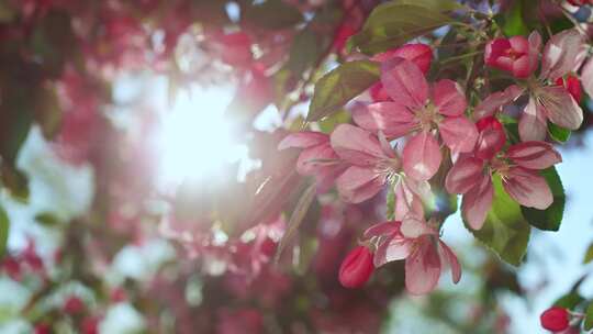 苹果，花，花，树