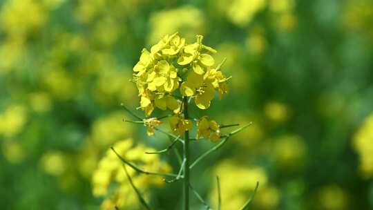 春天盛开的黄色油菜花与采蜜蜜蜂满画幅特写视频素材模板下载